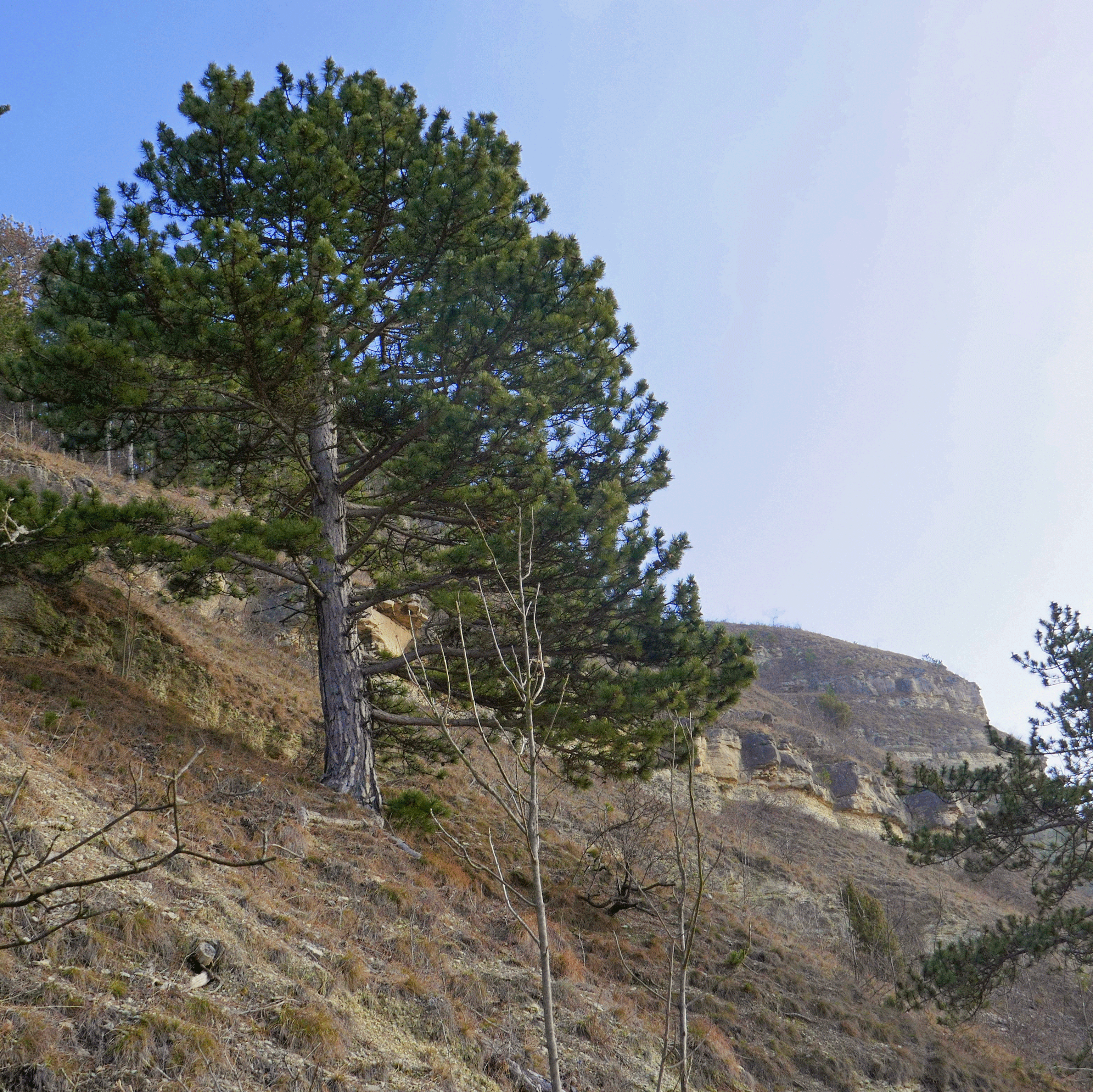 P1150529-001