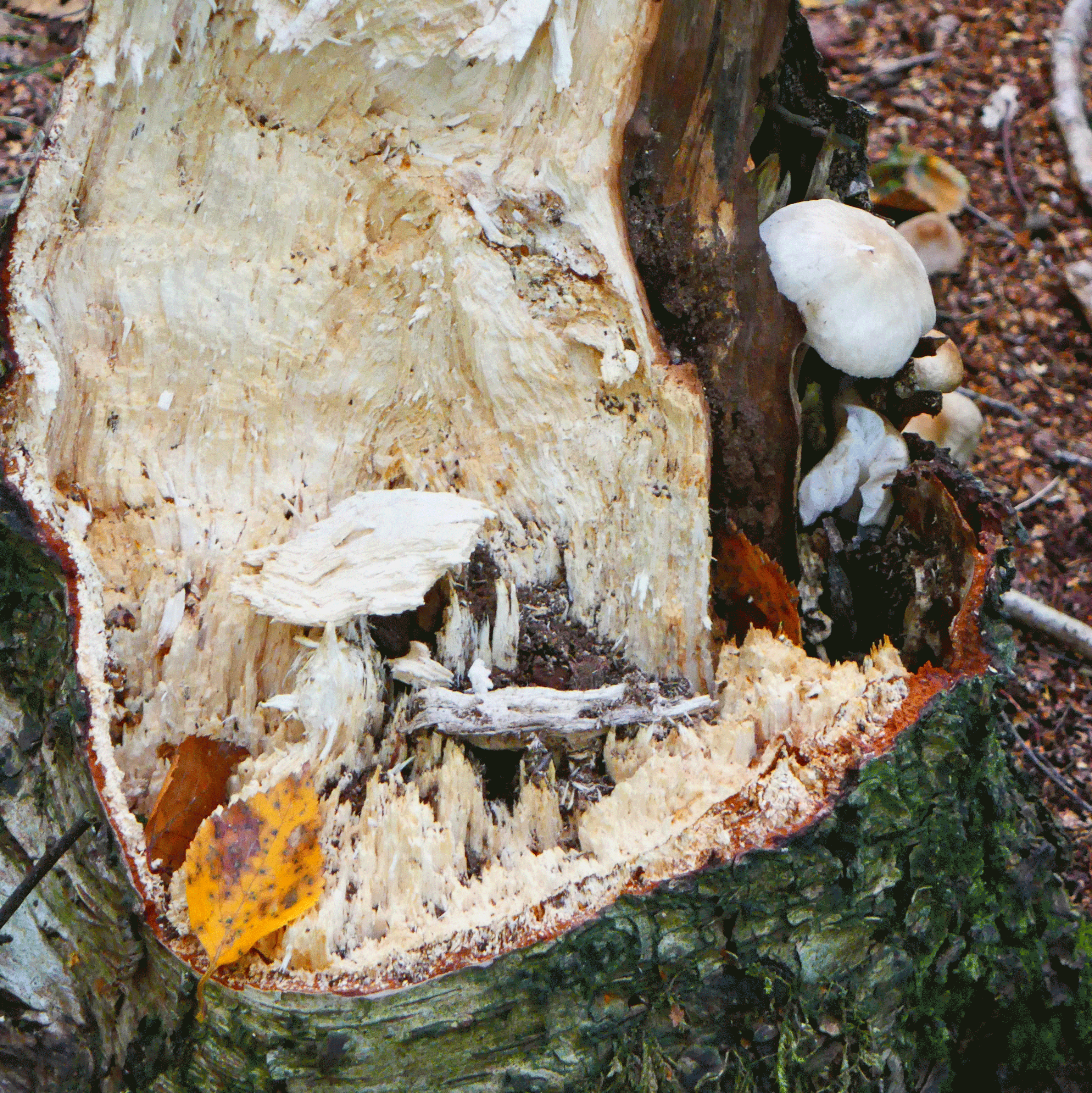 P1120934-001