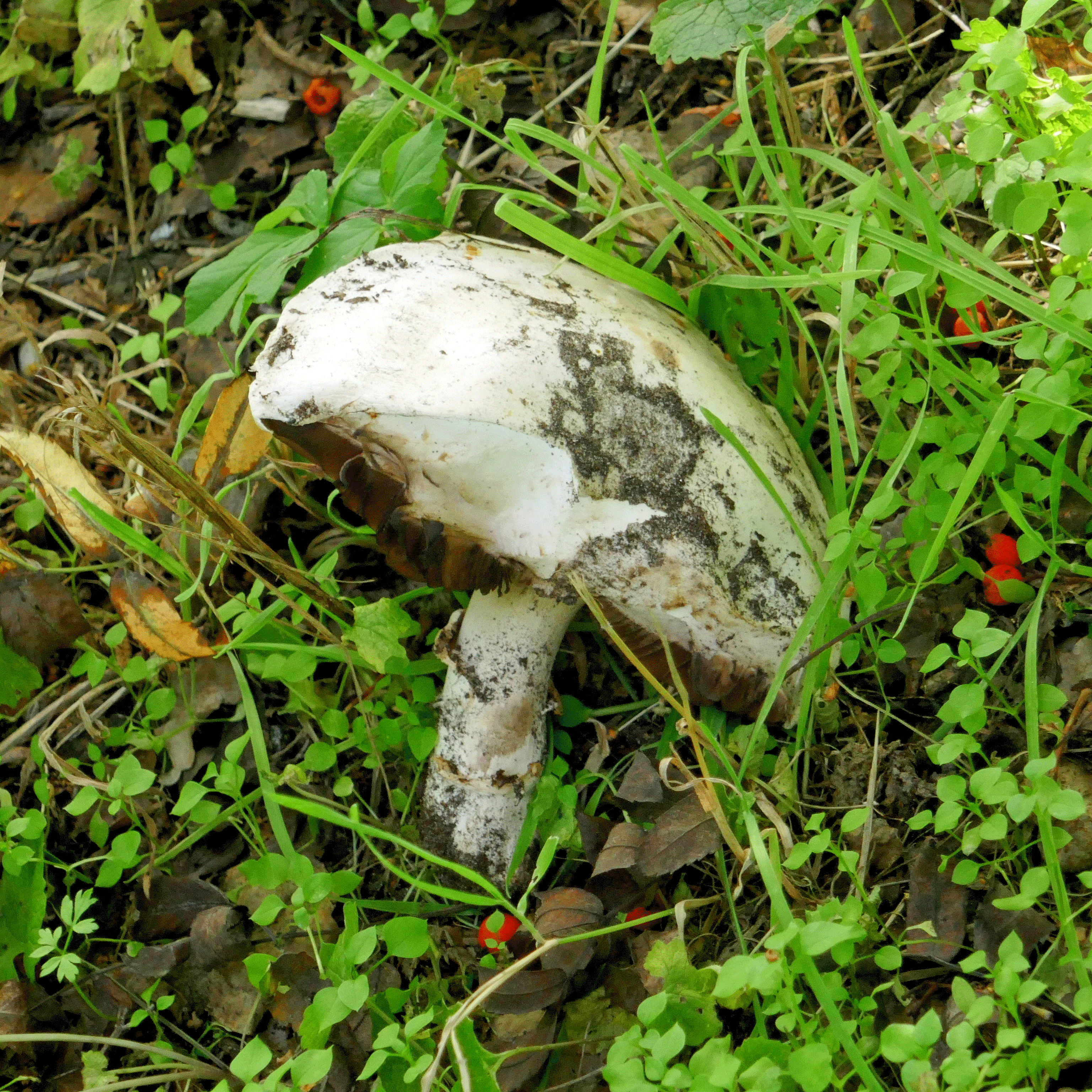 P1120981-001